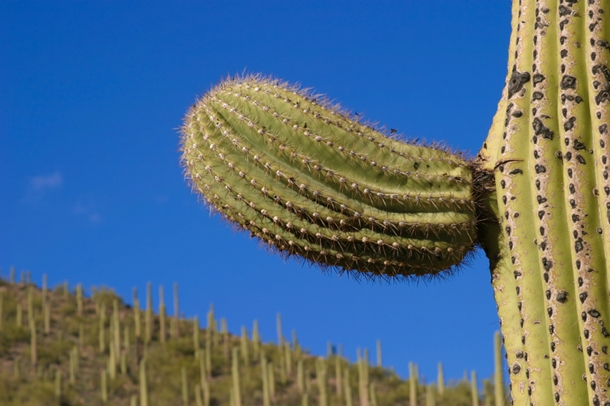 Penis-shaped Cactus