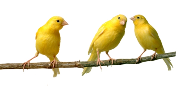 Three Canaries on Branch